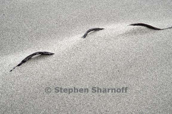 sand and twig 3746 2 graphic